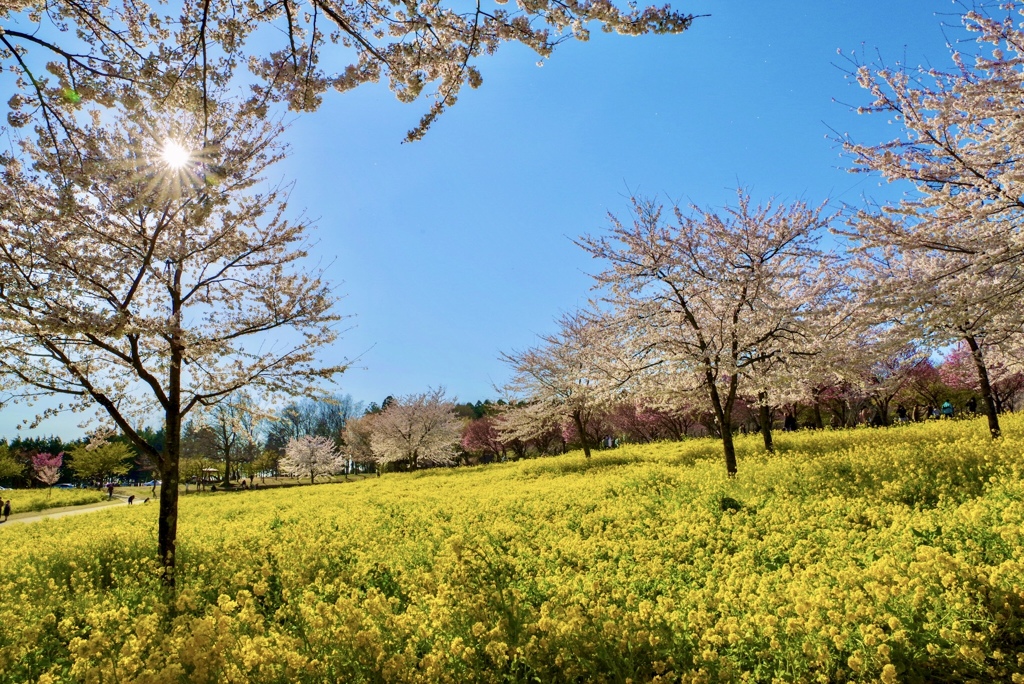 千本桜と菜の花　