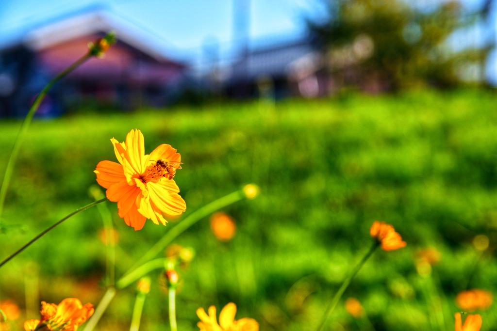 秋桜