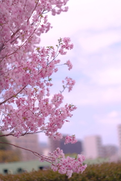 桜