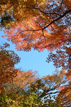 2024年箱根の紅葉①