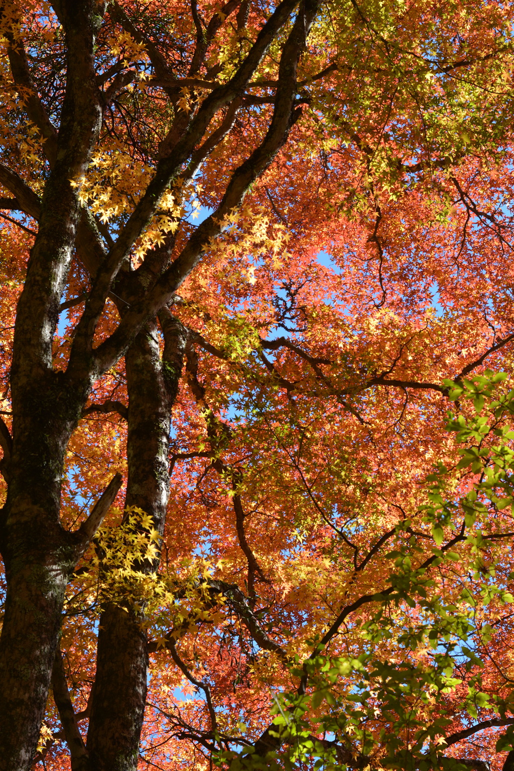 2024年箱根紅葉②