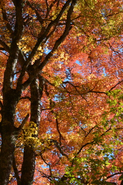 2024年箱根紅葉②