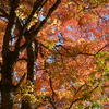2024年箱根紅葉②