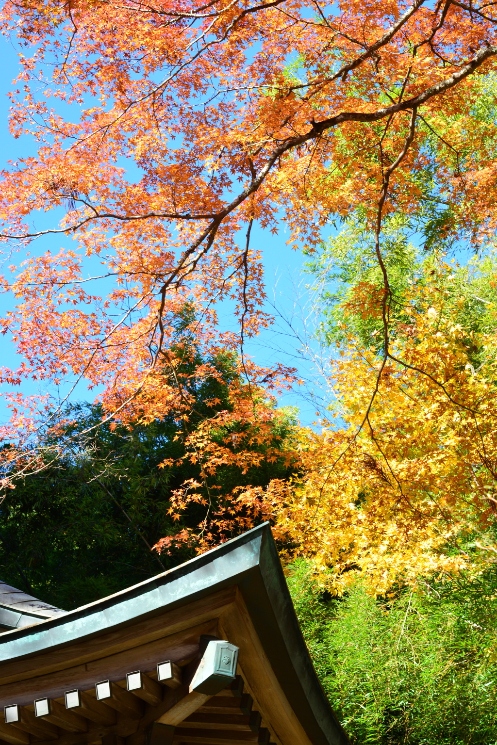 2024年箱根紅葉③