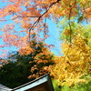 2024年箱根紅葉③