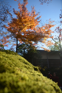 箱根美術館の紅葉