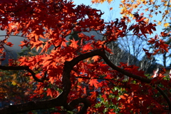 箱根美術館の紅葉