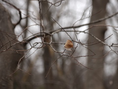 P2090433