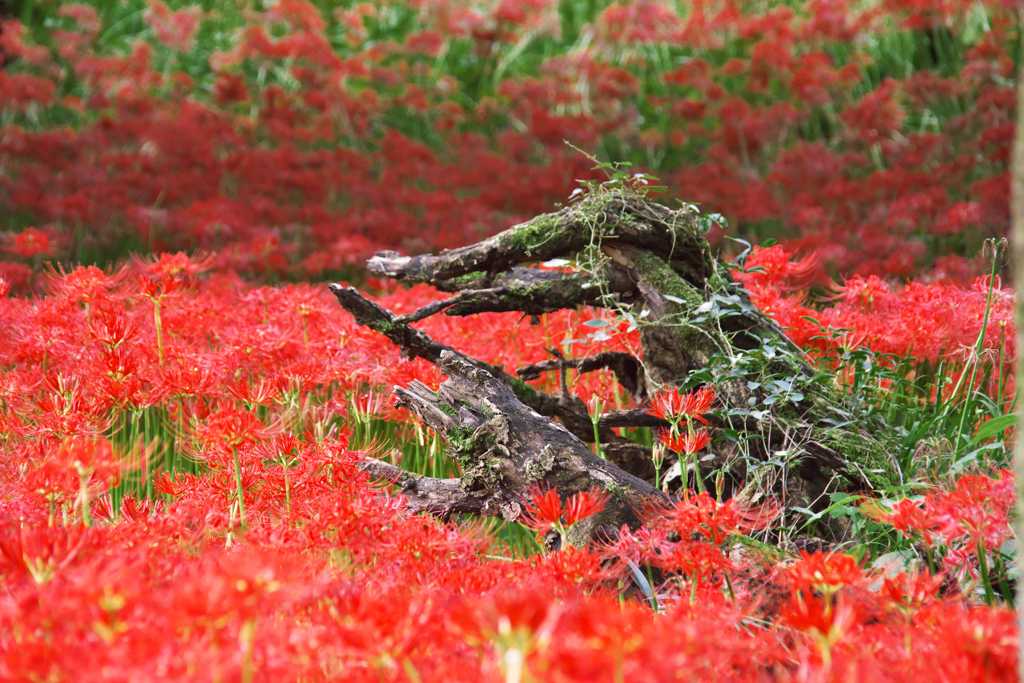 曼珠沙華　巾着田：日高市