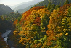 奥多摩の紅葉