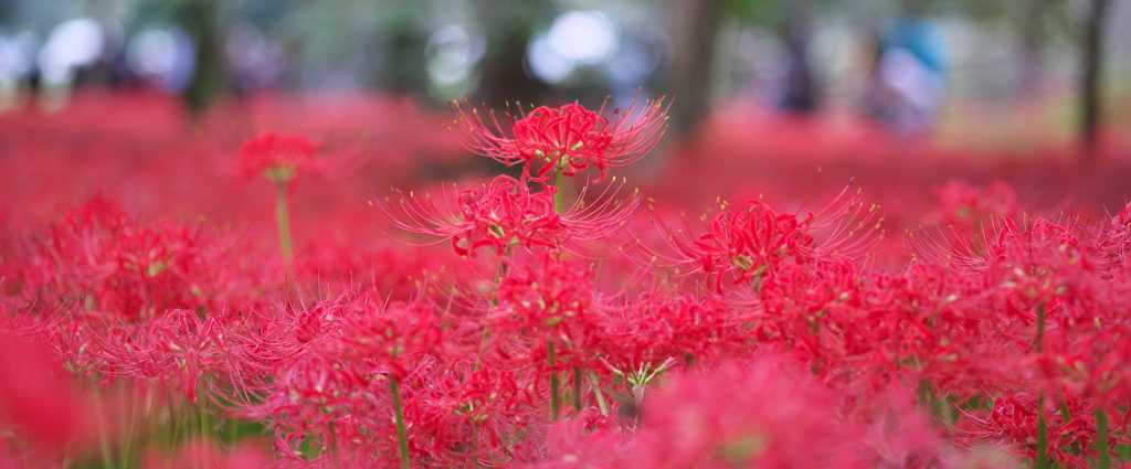曼珠沙華　巾着田：日高市