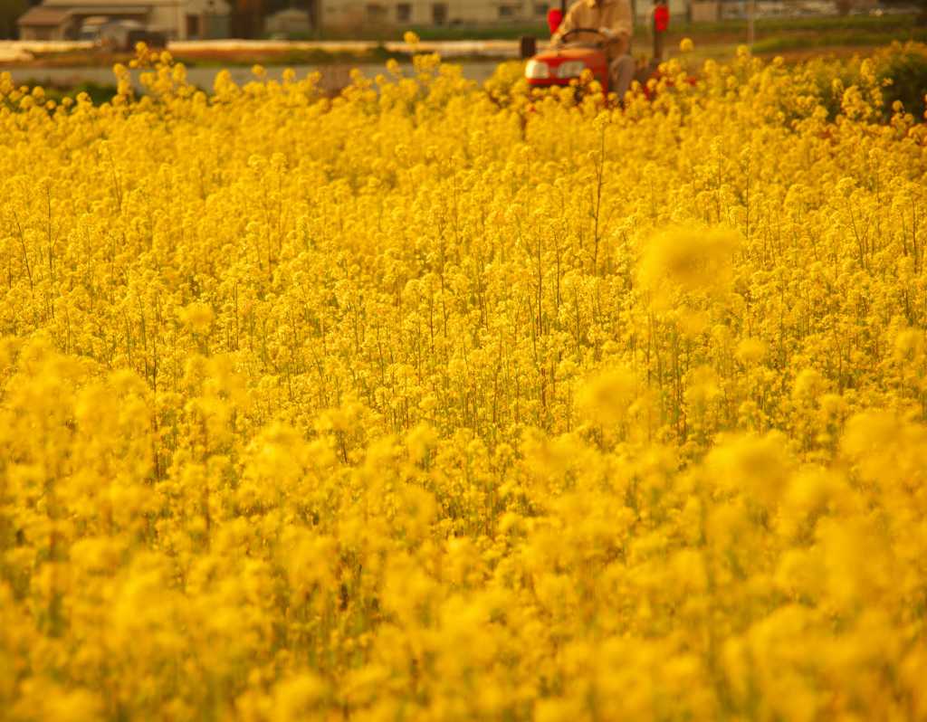 菜の花畑で