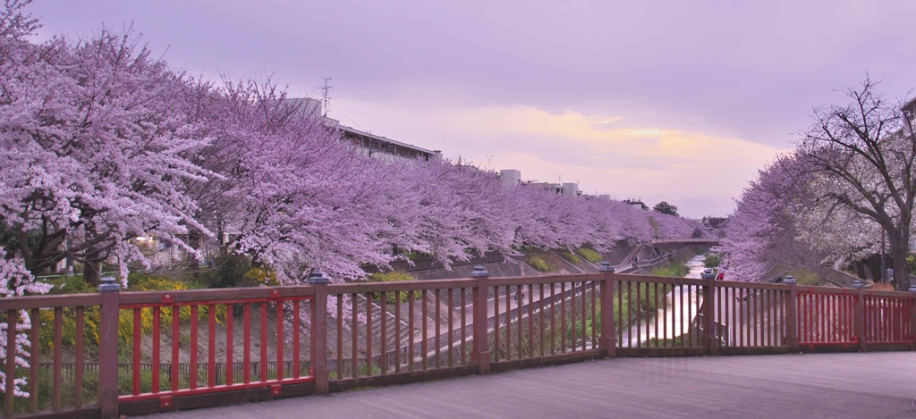 石神井川の桜