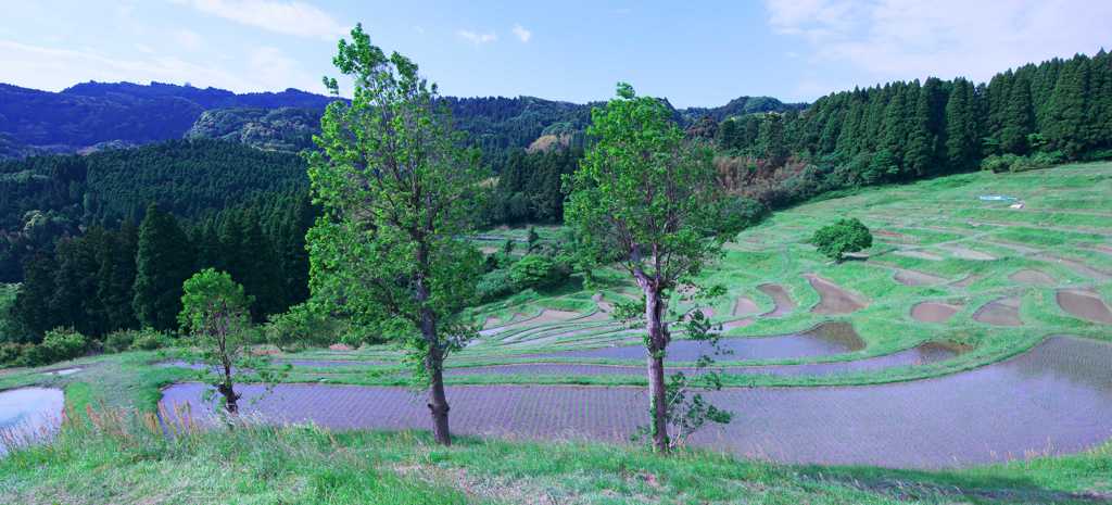 棚田クラブ　大山千枚田
