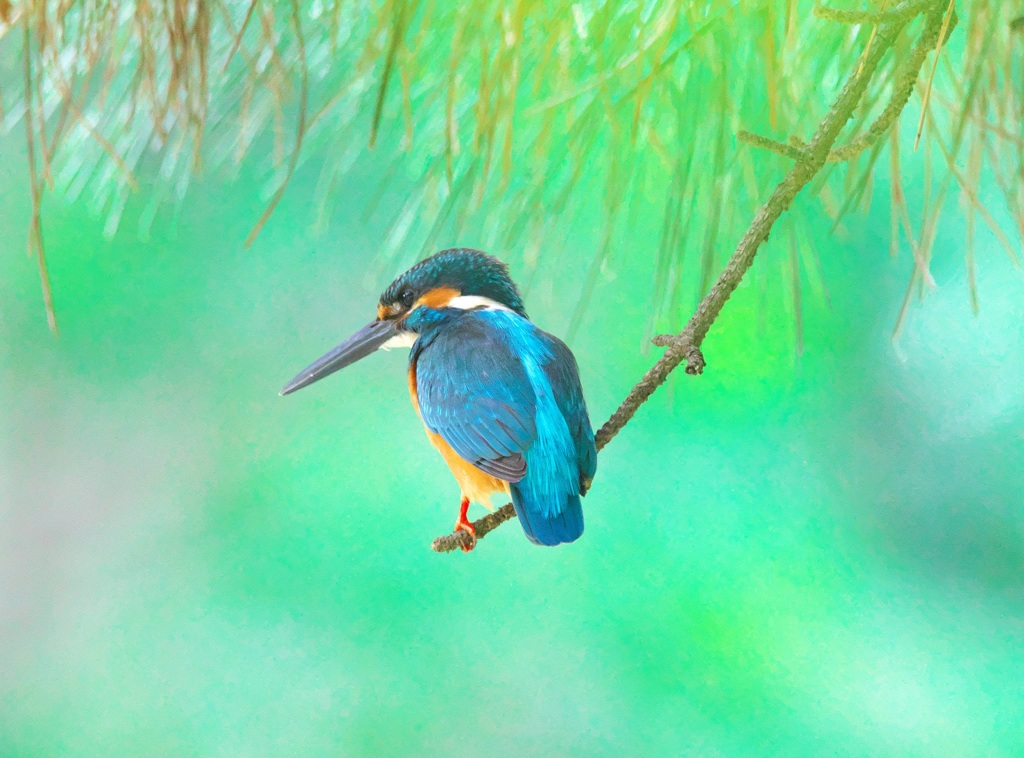 カワセミ　光ヶ丘公園