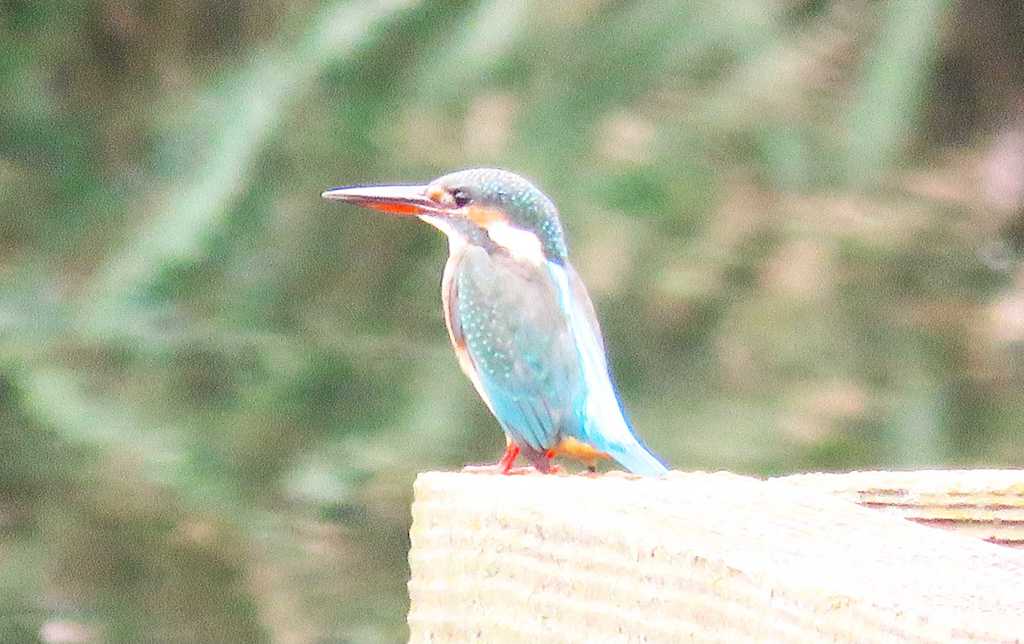 カワセミ