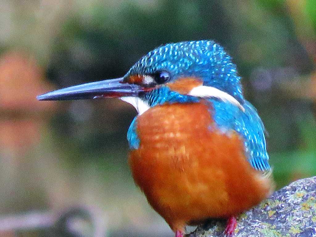 カワセミ