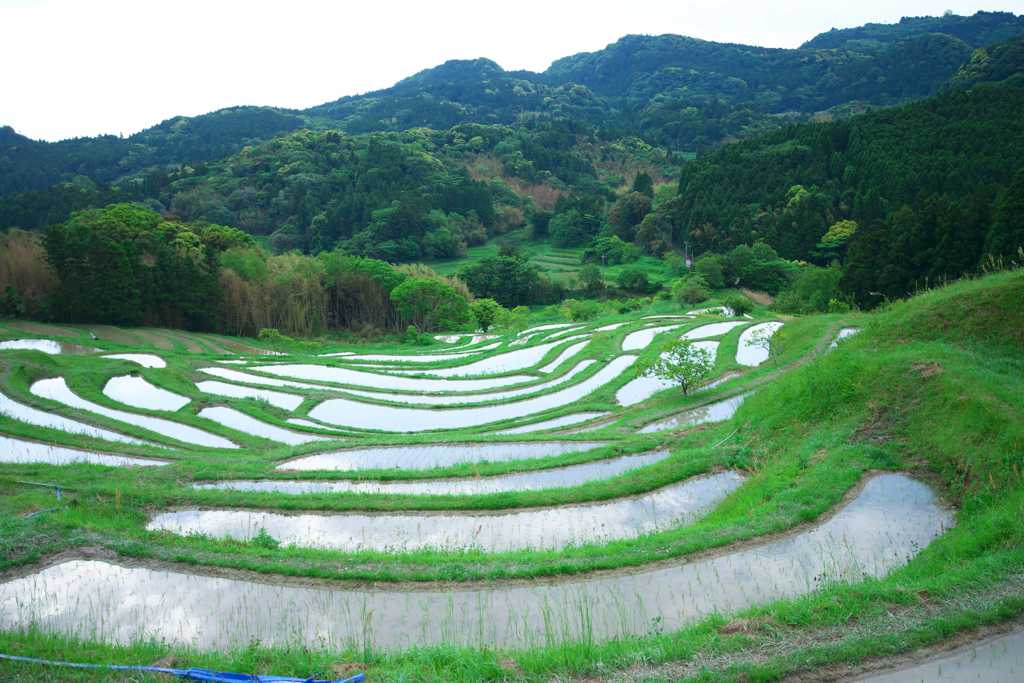棚田クラブ　大山千枚田