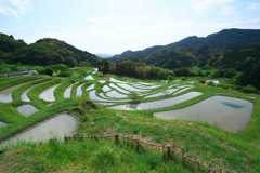 棚田クラブ　大山千枚田