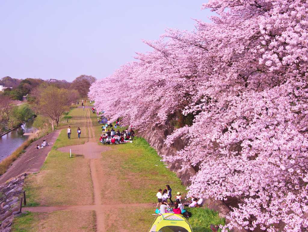 満開の桜