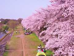 満開の桜