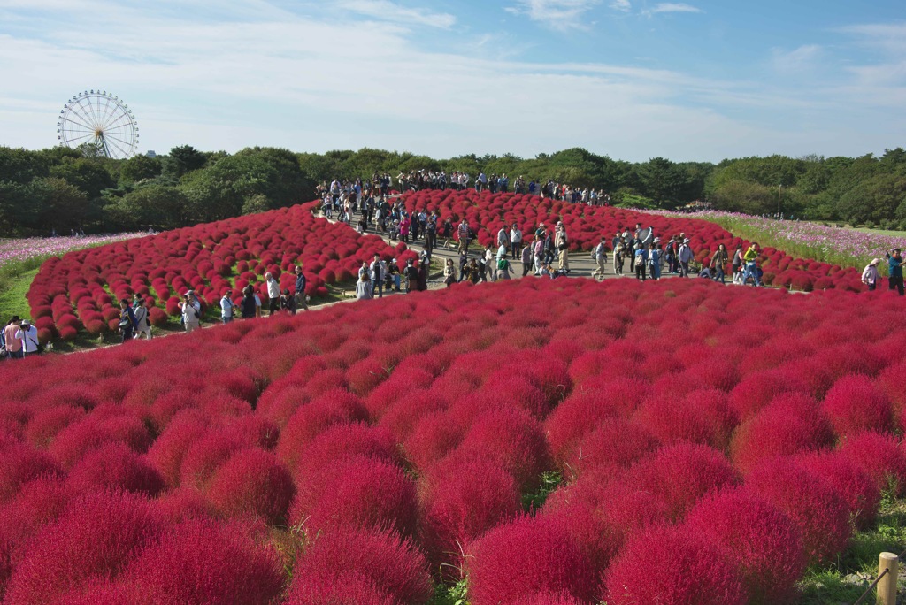 国営ひたちなか公園
