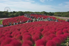 国営ひたちなか公園