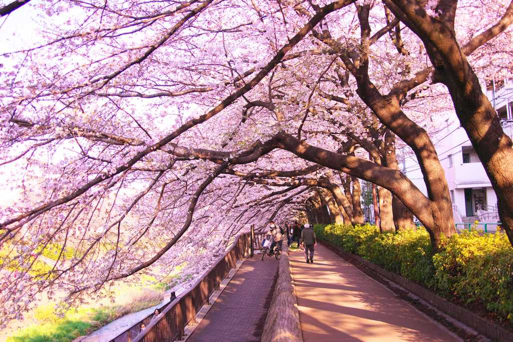 石神井川沿いの桜並木