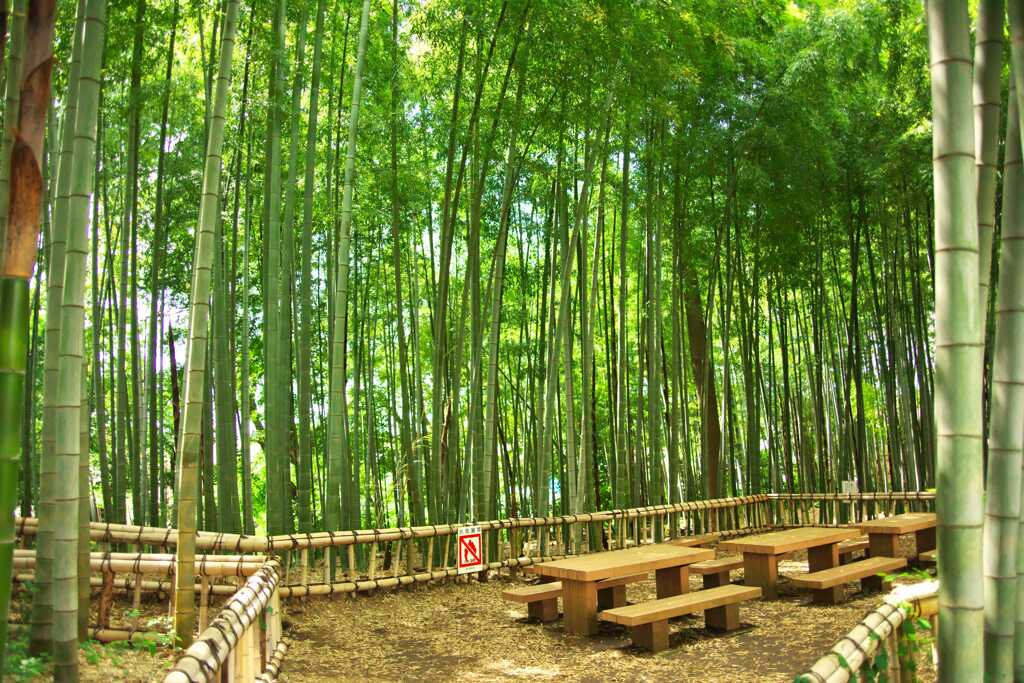 竹林