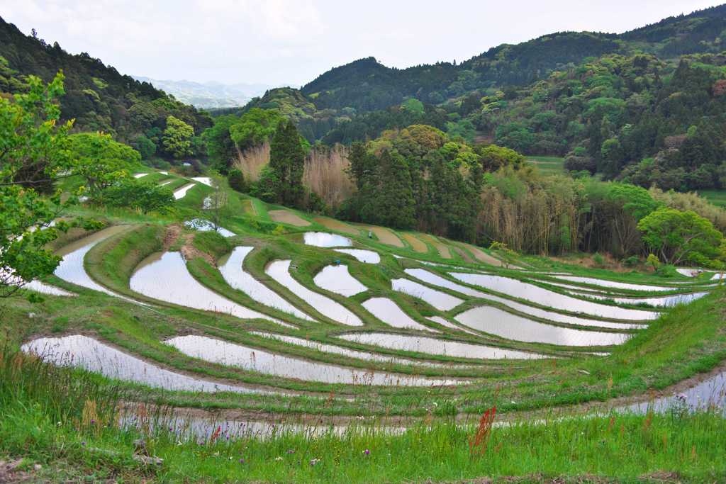 大山千枚田