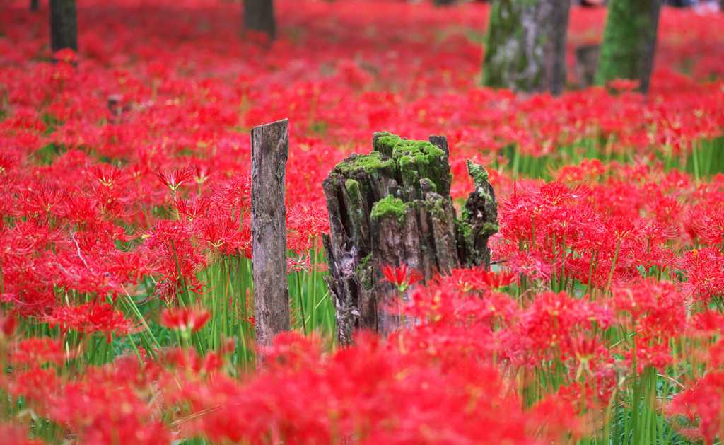 曼珠沙華　巾着田：日高市