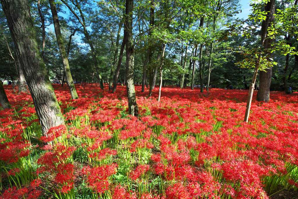 曼珠沙華　巾着田：日高市
