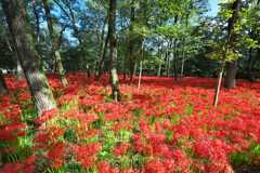 曼珠沙華　巾着田：日高市