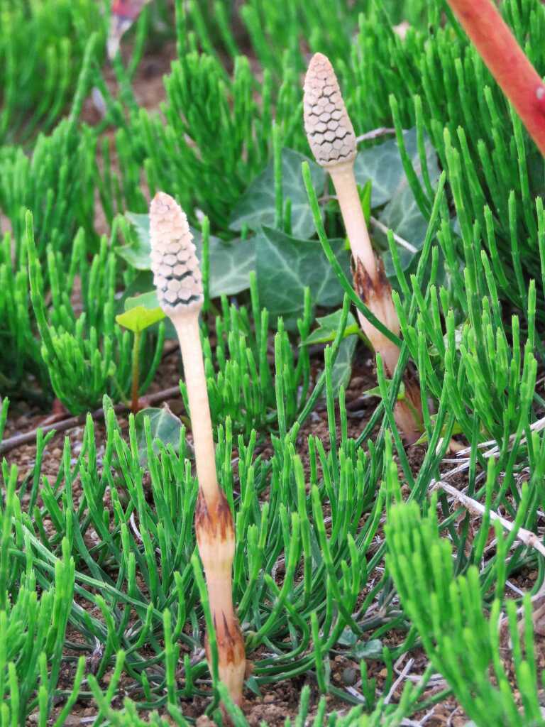いつかの　土筆