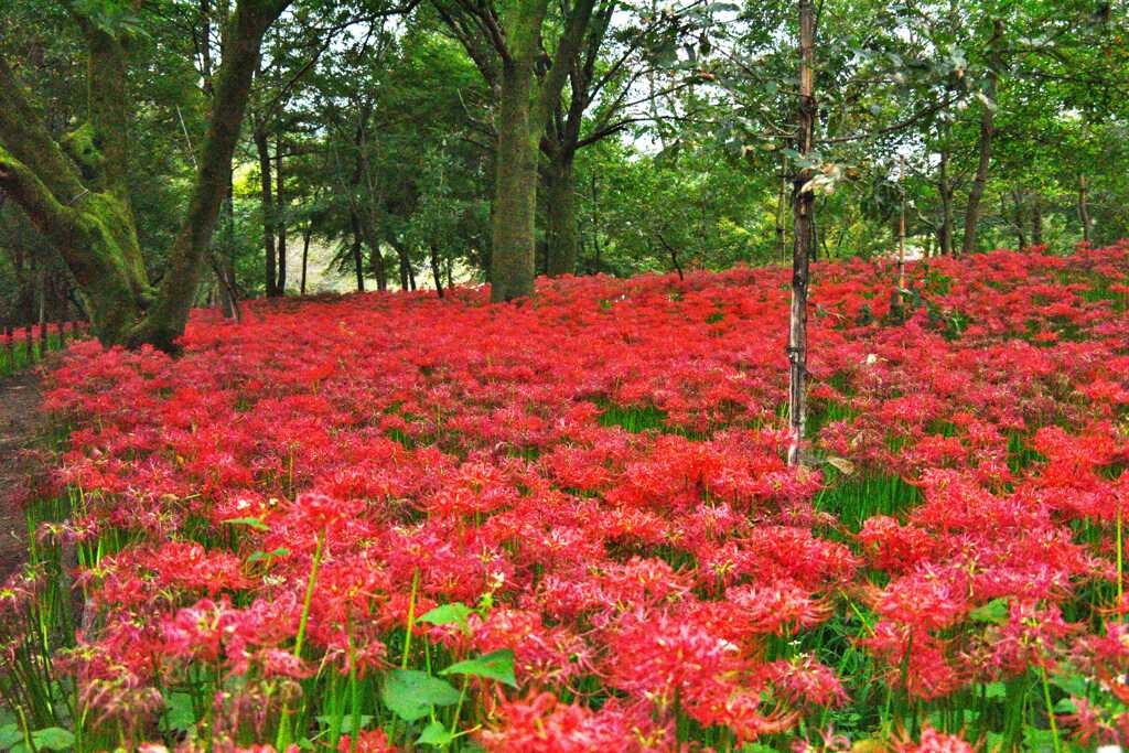 曼珠沙華