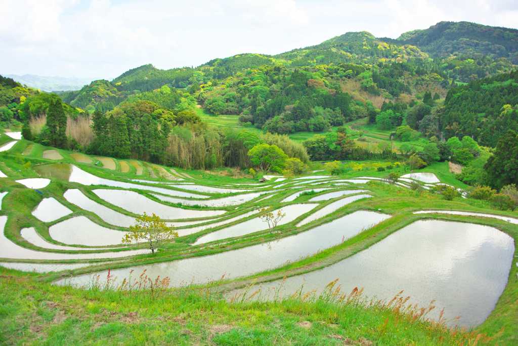 大山千枚田