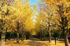 銀杏並木　光が丘公園