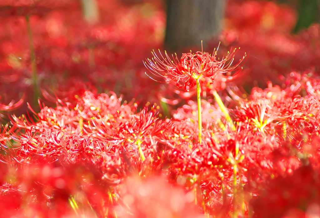 曼珠沙華　巾着田：日高市
