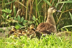 三宝寺池のカルガモ親子