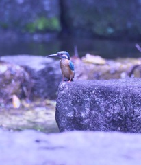 カワセミ