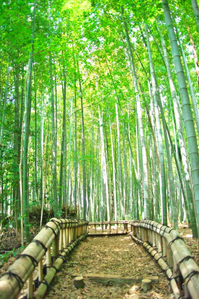 竹林