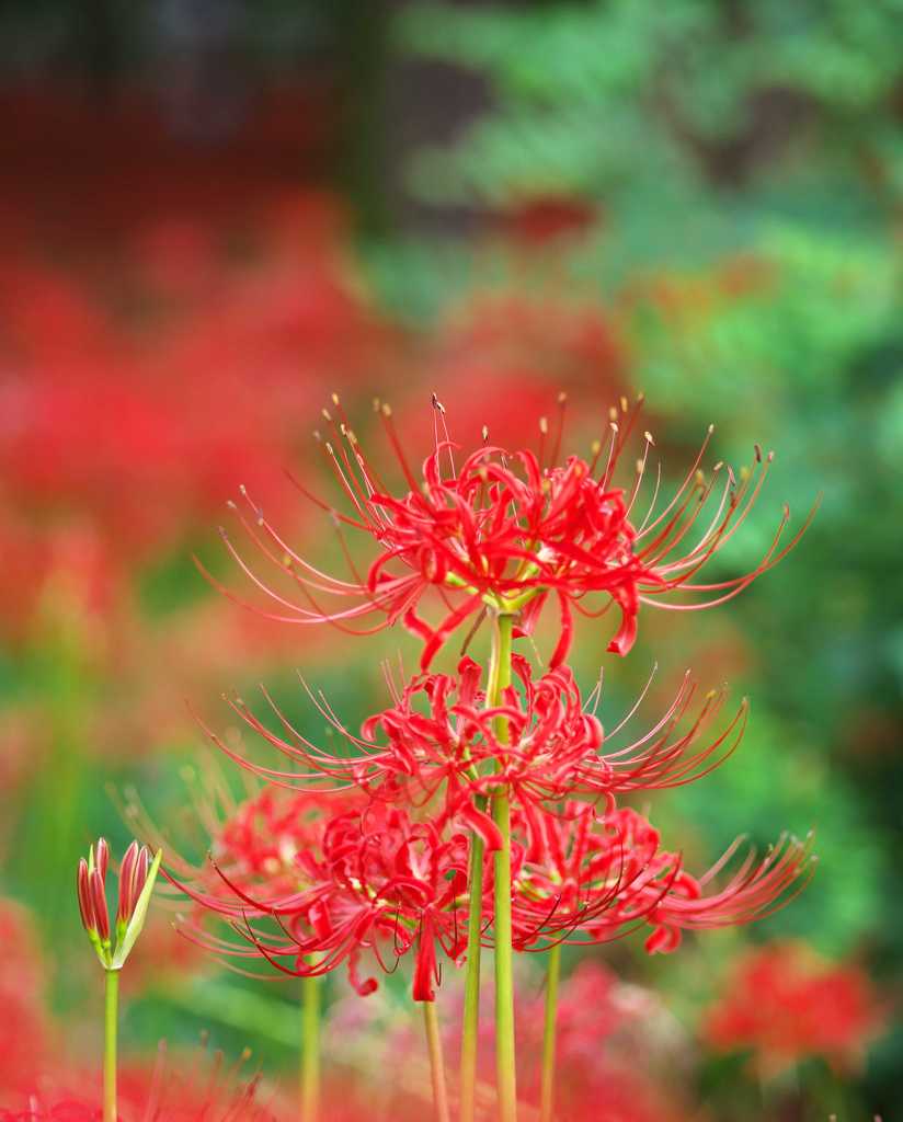 曼珠沙華