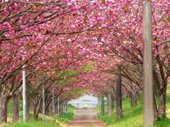 ダム湖に続く桜のトンネル