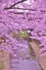 石神井川の桜