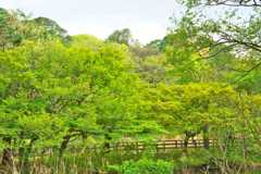 三宝寺池の緑