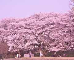 桜咲く