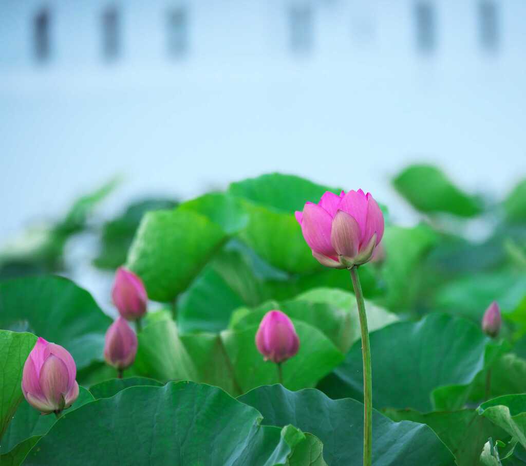 古代蓮　伊佐沼：川越市