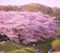 桜の下で昼寝