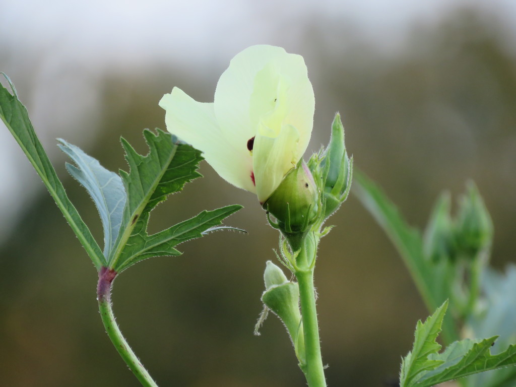 何の花?