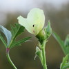 何の花?